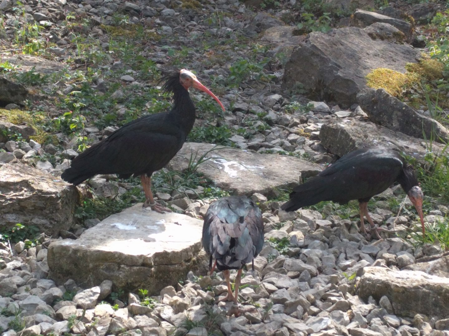 Northern bald ibis