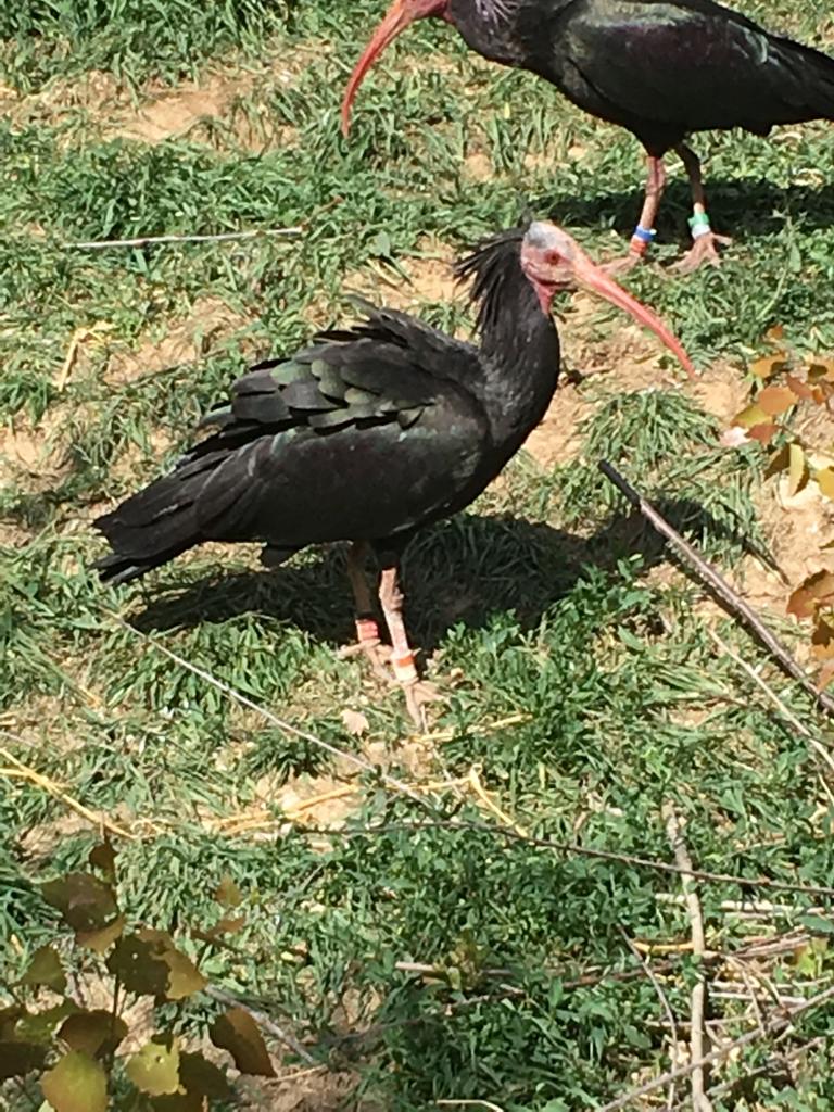Northern Bald ibis