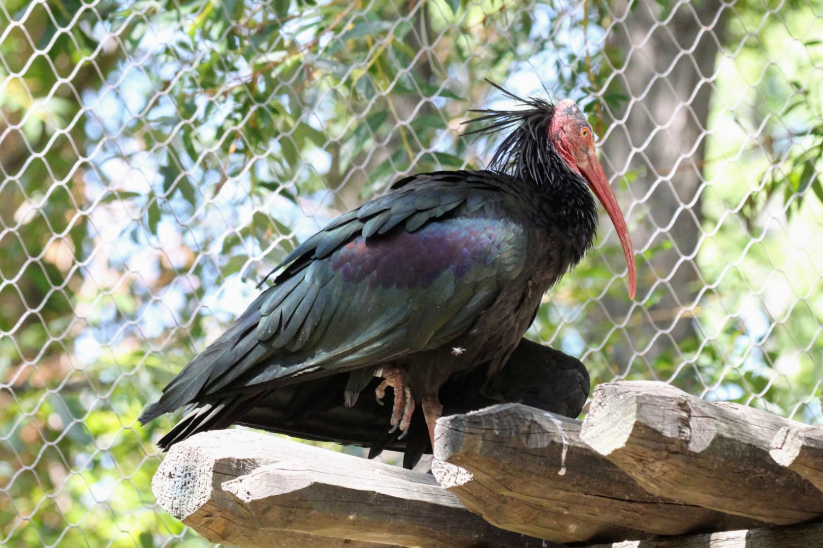Northern Bald Ibis