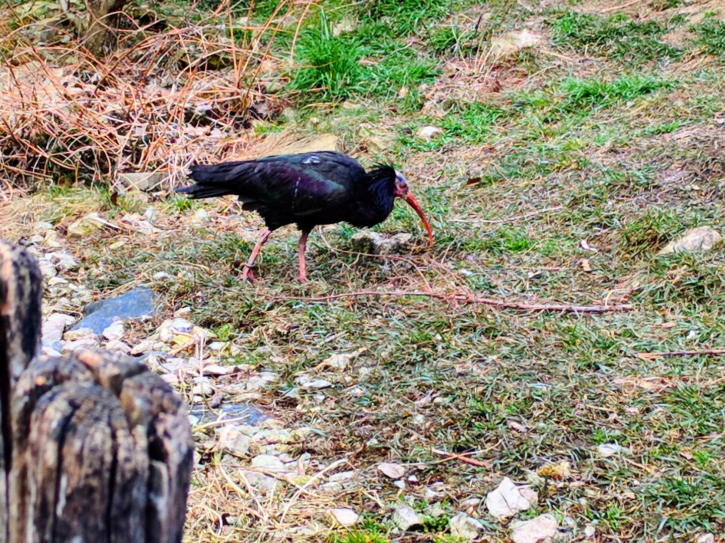 Northern bald Ibis