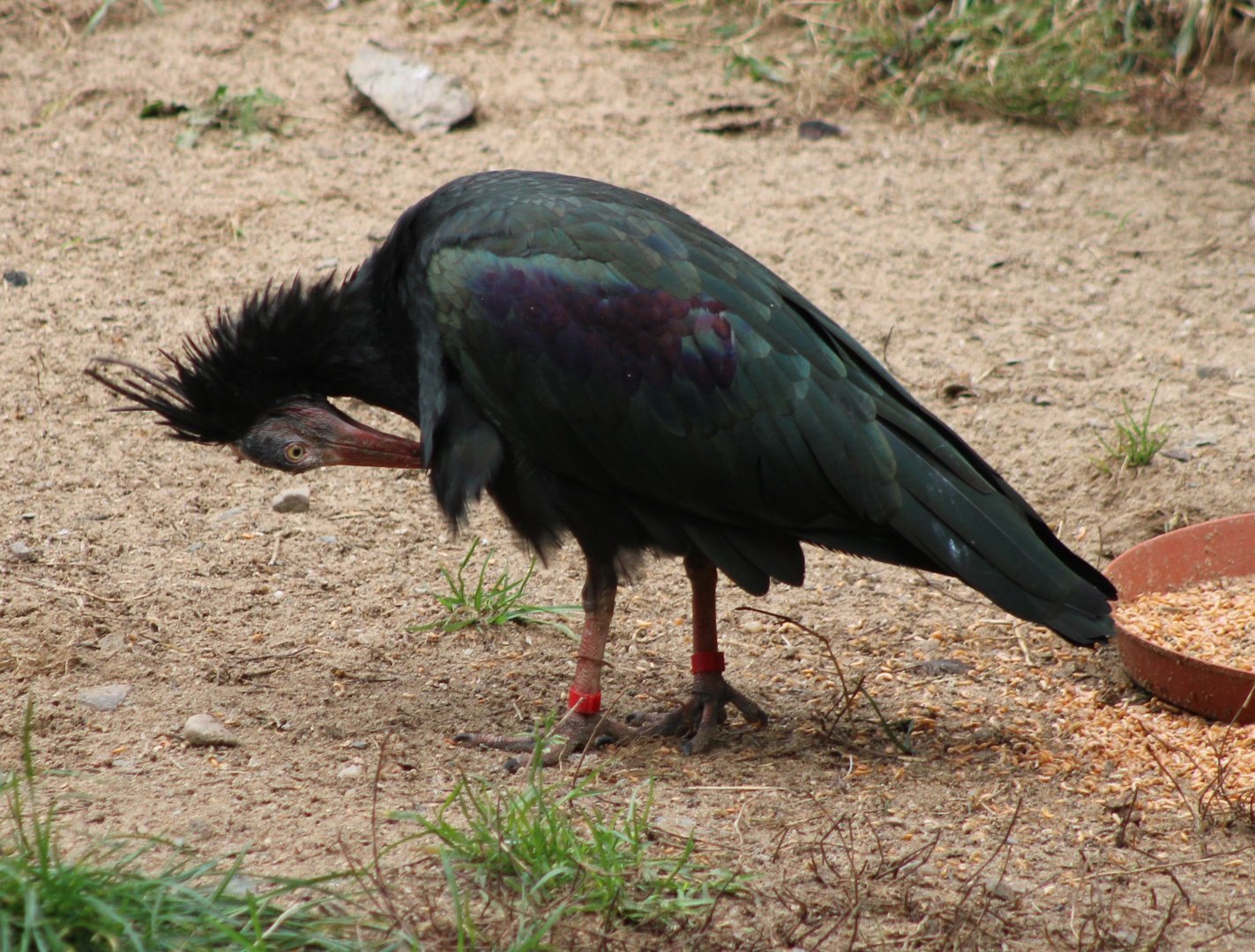 Northern bald ibis