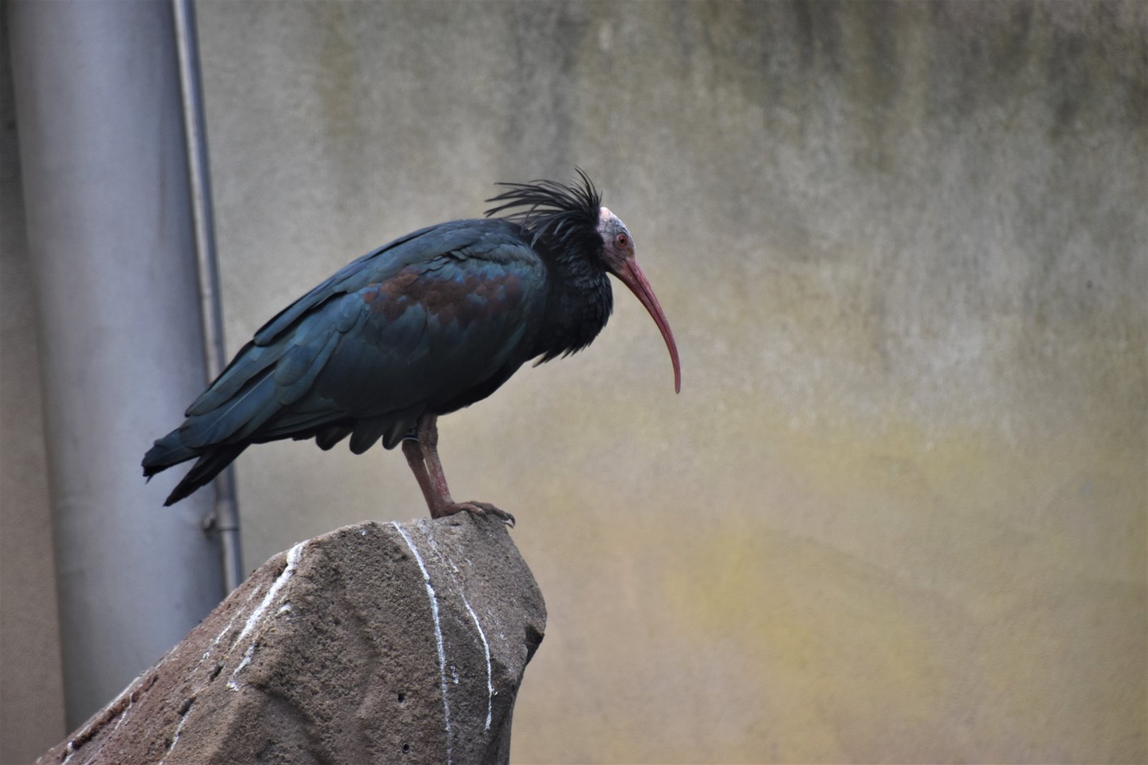 Northern bald ibis