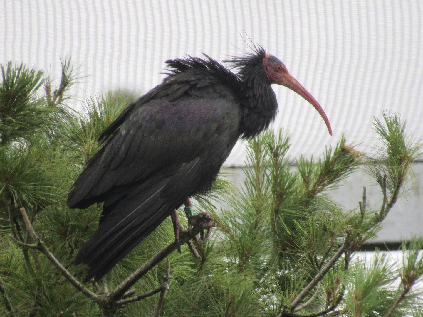 Northern Bald Ibis