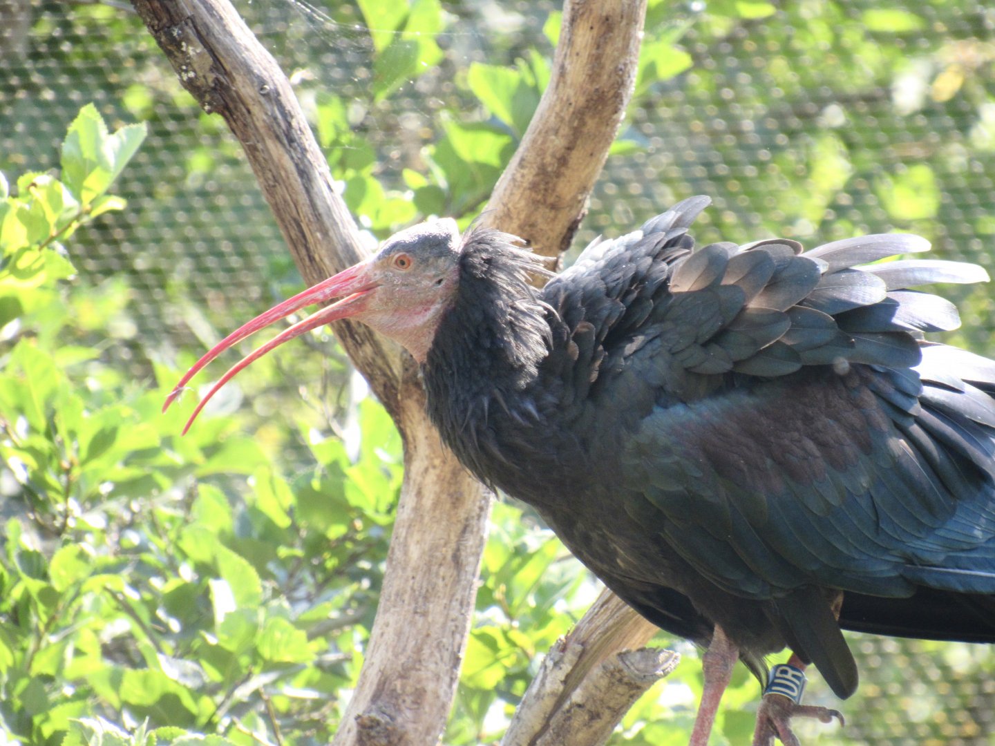 Northern Bald Ibis