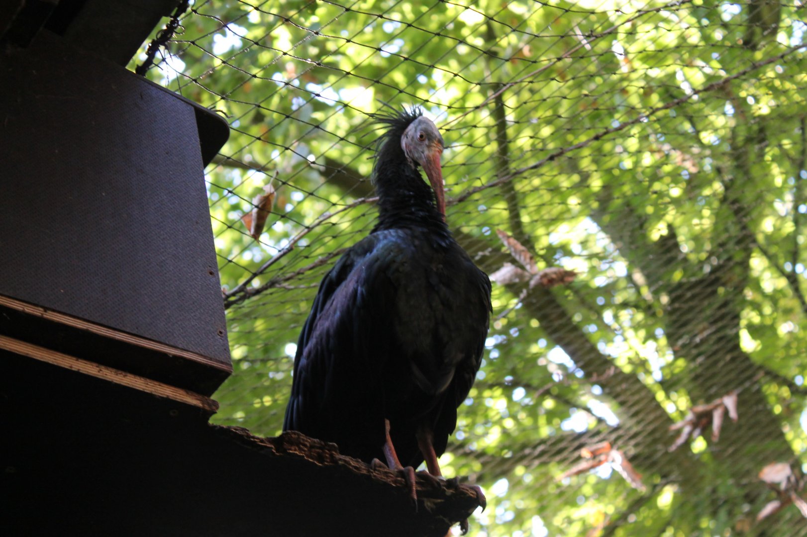 Northern Bald Ibis