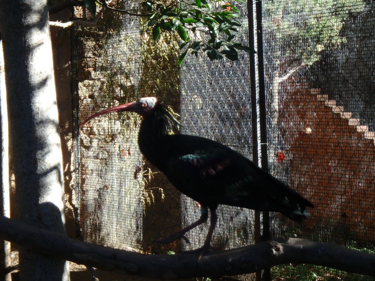 Northern bald ibis