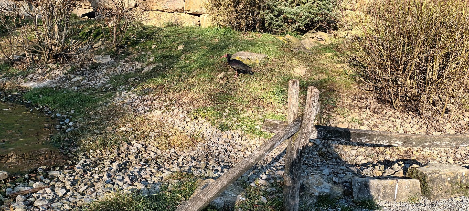 Northern bald Ibis