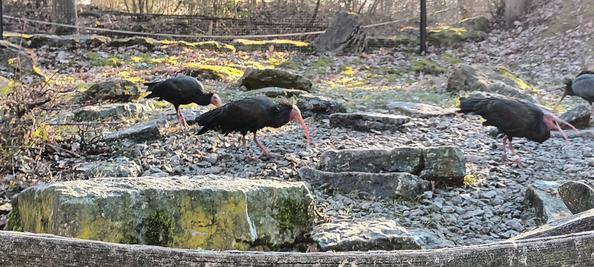 Northern bald Ibis