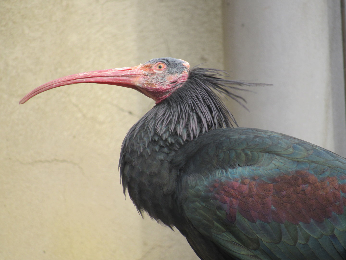 Northern Bald Ibis
