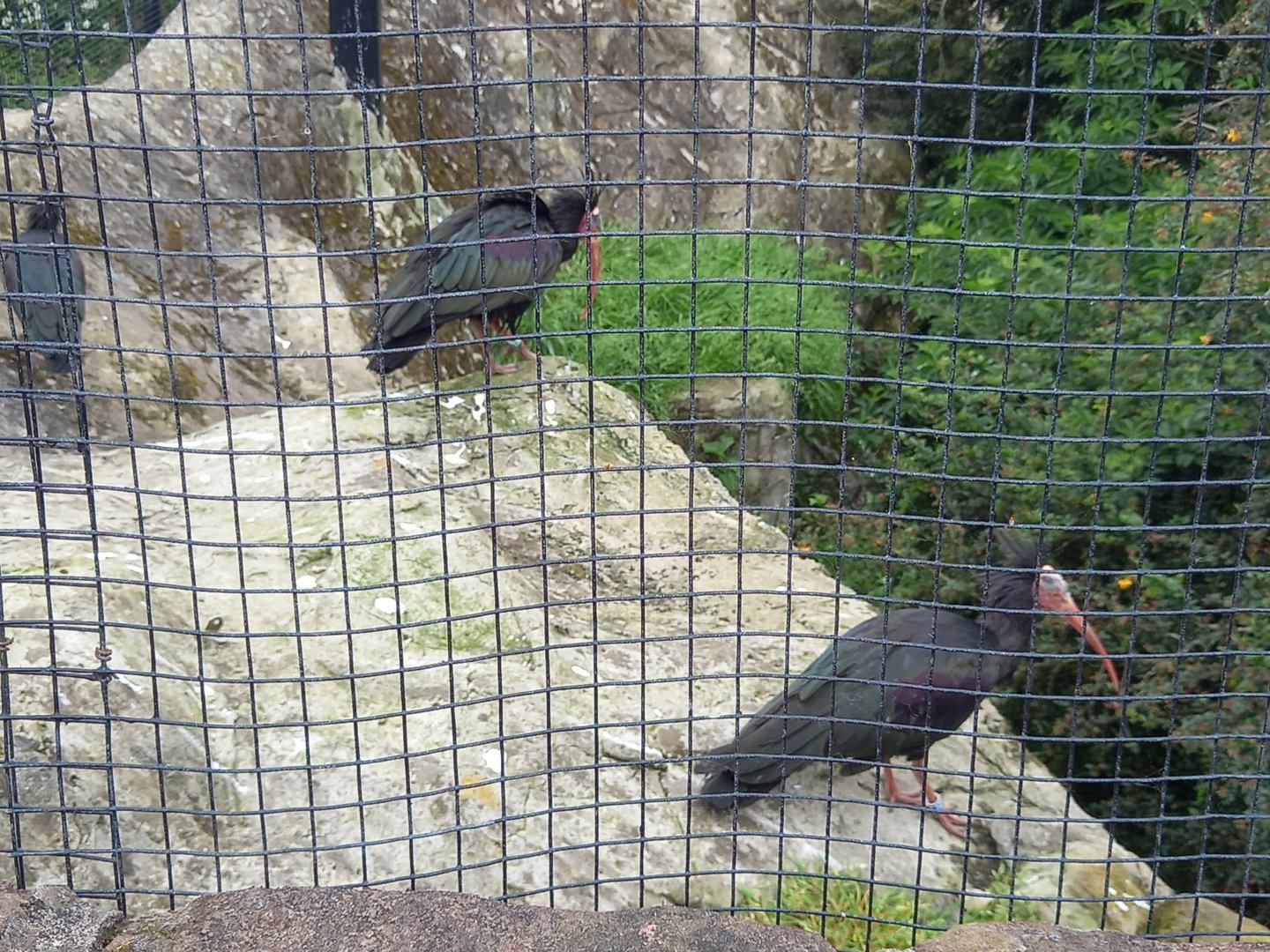 Northern Bald Ibis