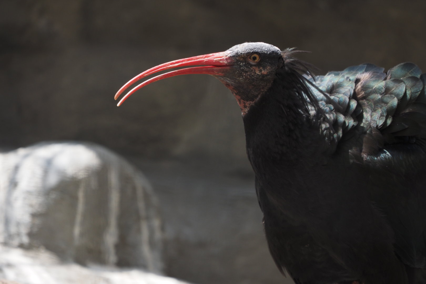 Northern Bald Ibis