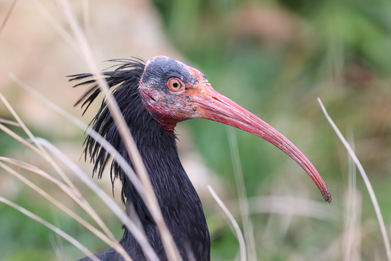 Northern Bald Ibis