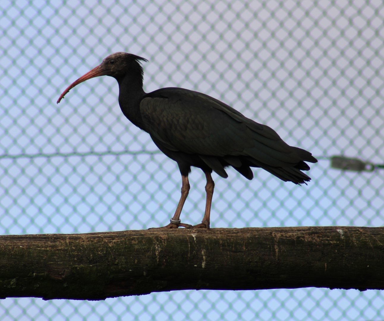 Northern bald ibis
