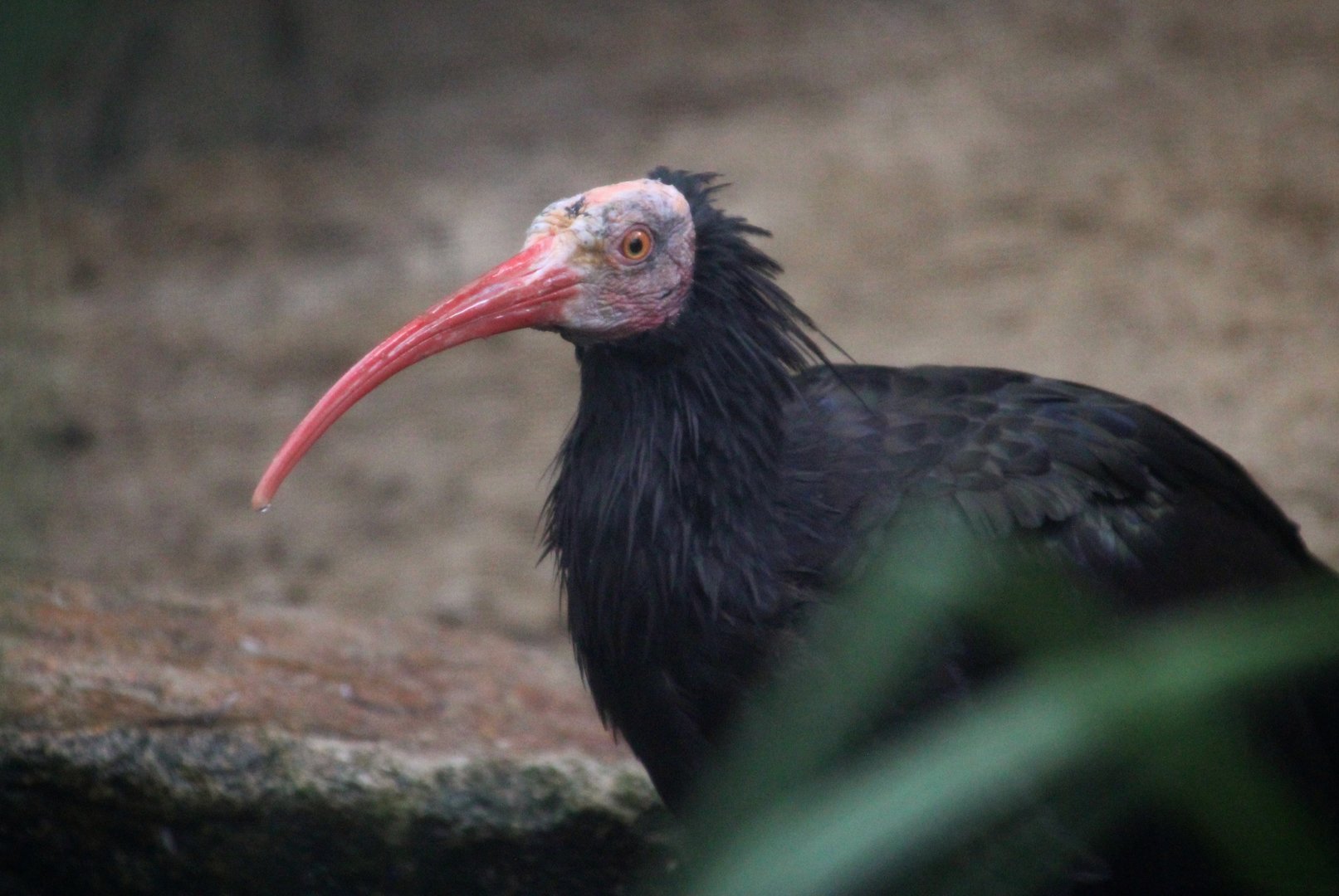 Northern Bald Ibis