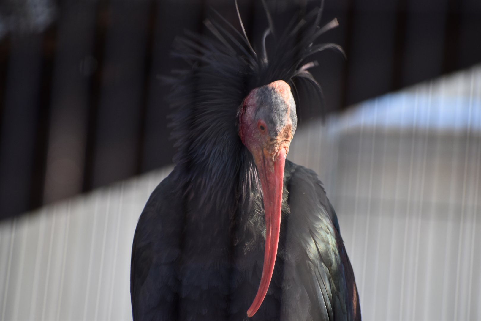 Northern Bald Ibis