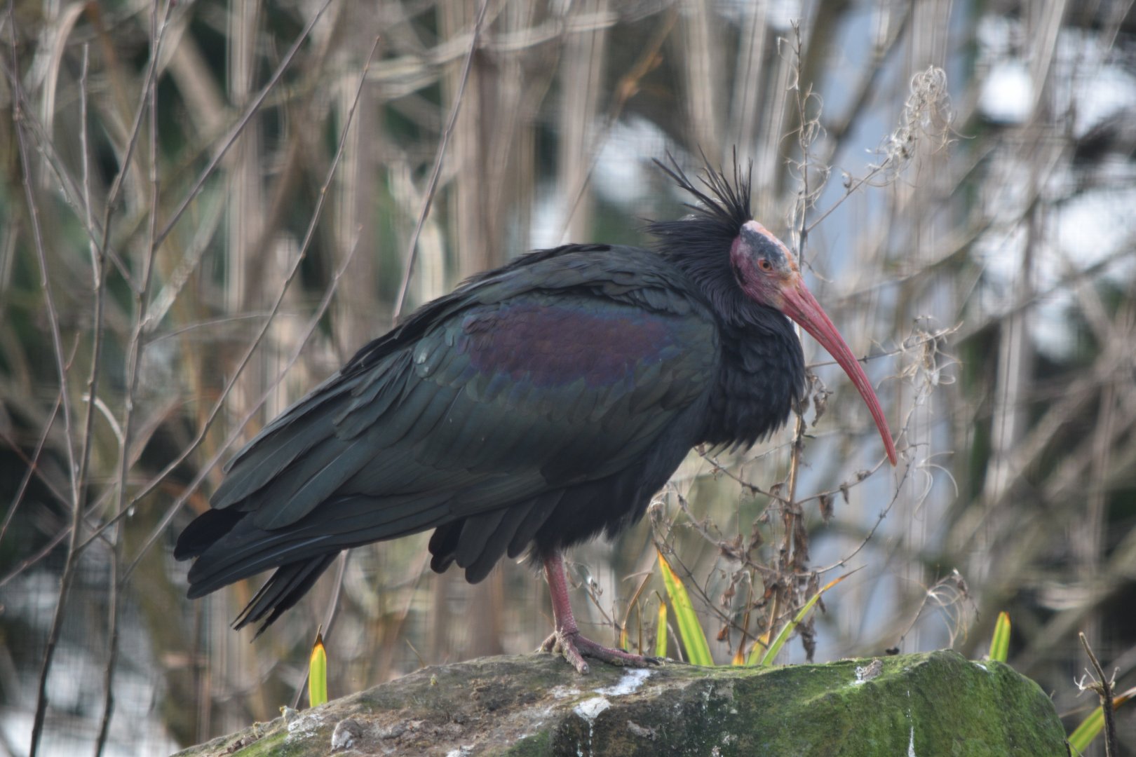 Northern bald ibis