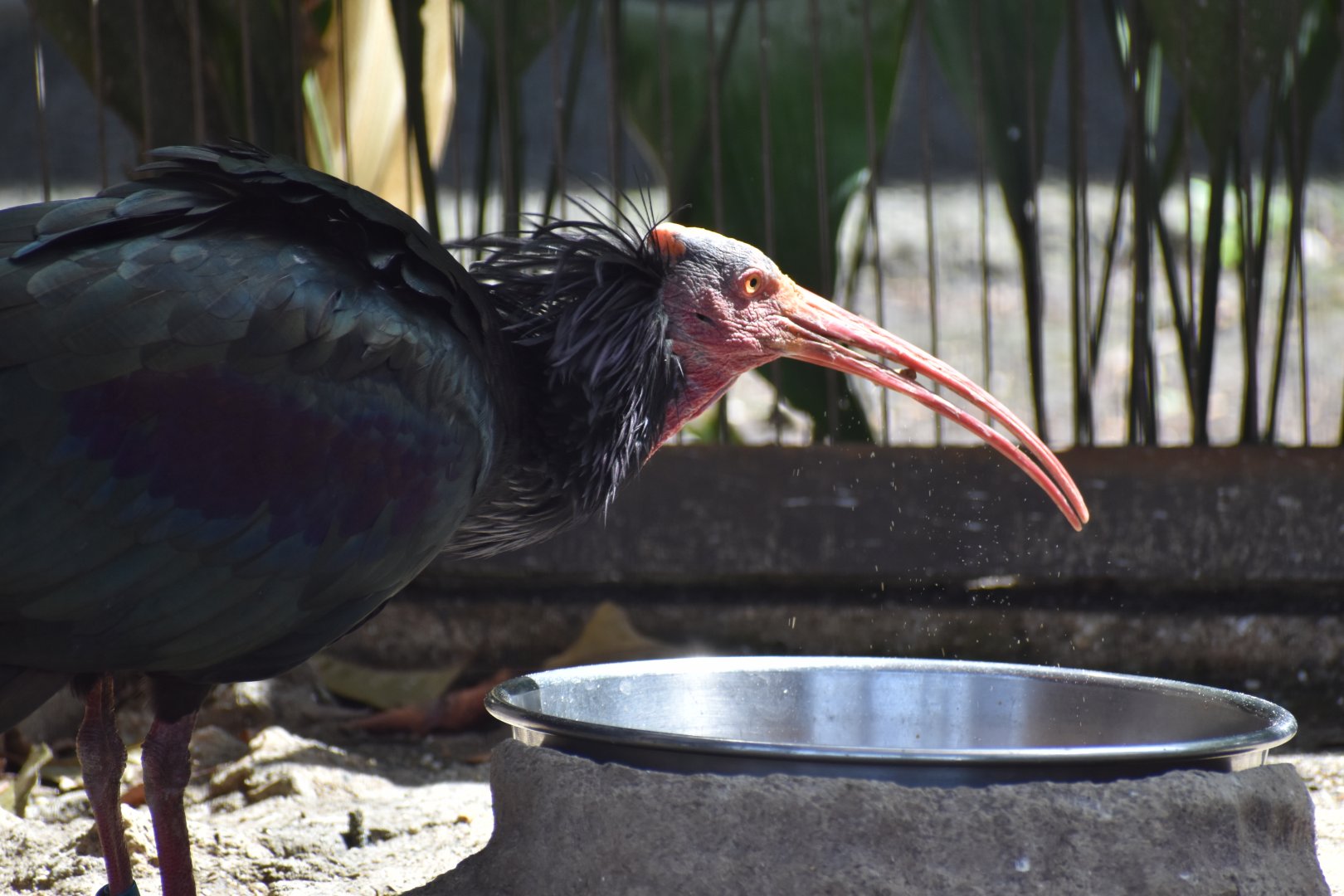Northern Bald Ibis