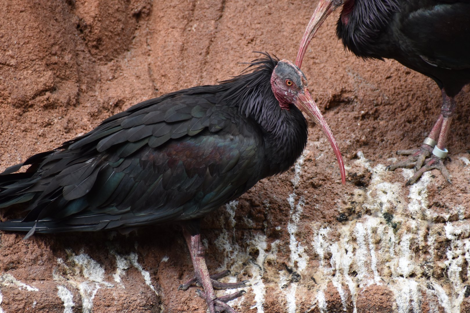 Northern Bald Ibis
