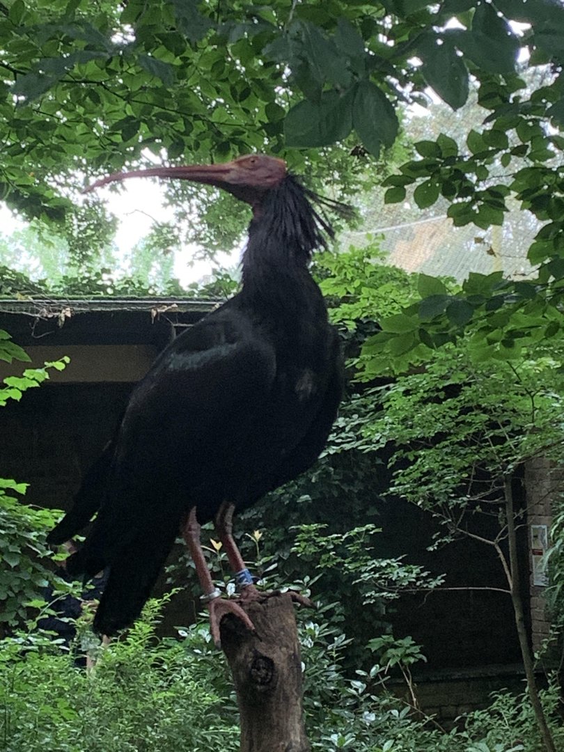 Northern bald ibis