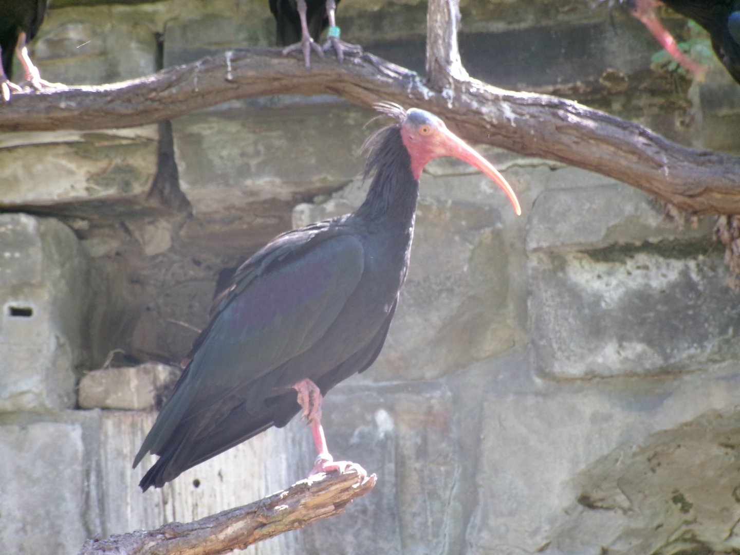 Northern bald ibis
