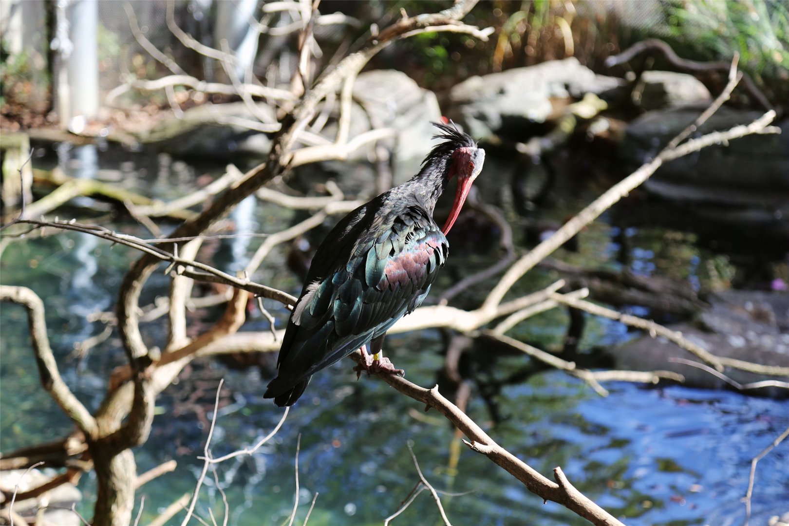 Northern Bald Ibis