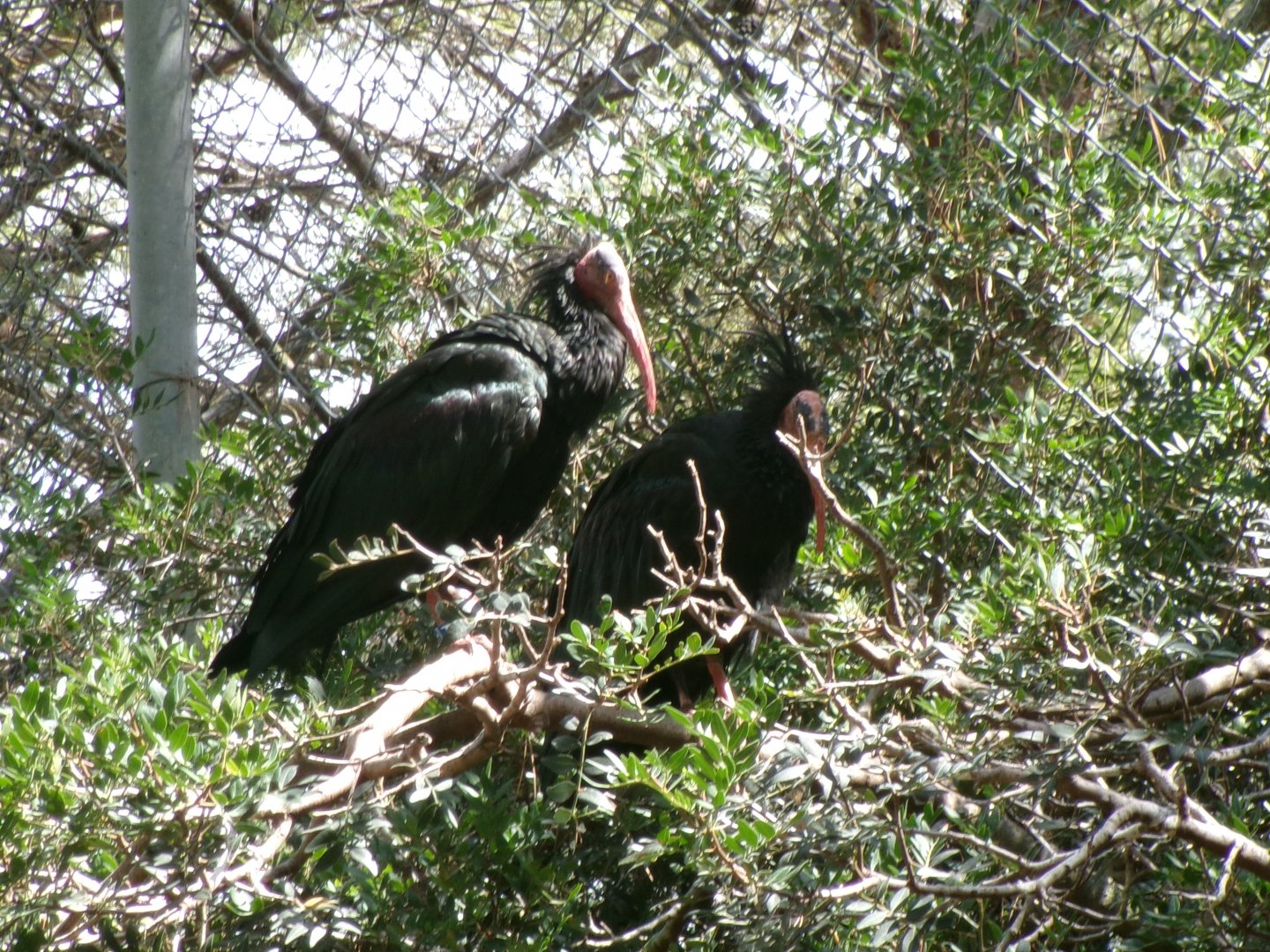 Northern bald ibis