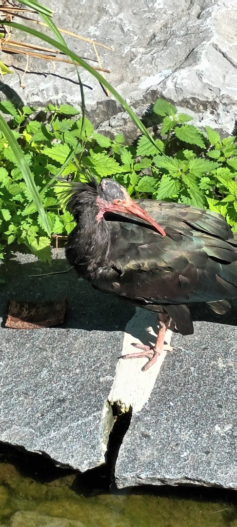 Northern bald Ibis