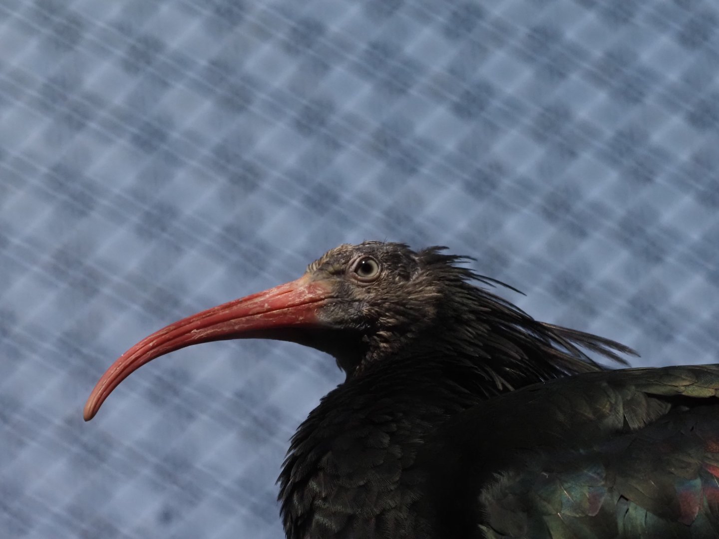 Northern Bald Ibis