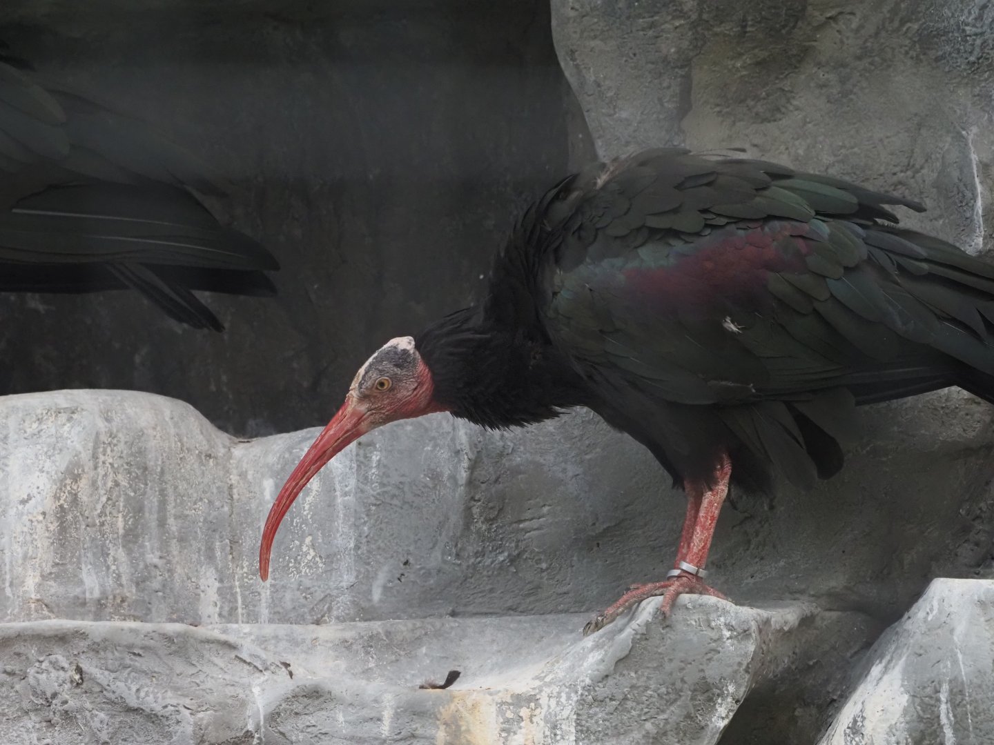Northern Bald Ibis