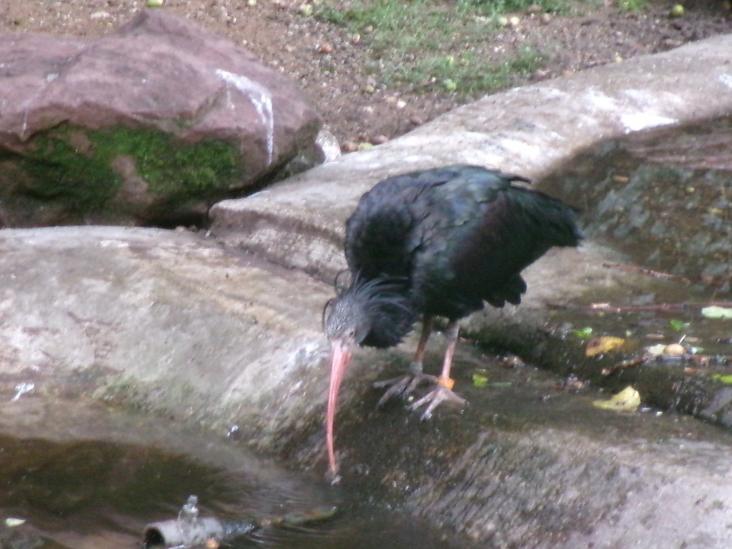 Northern bald ibis