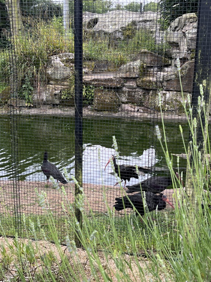 Northern bald ibises 29.6.24