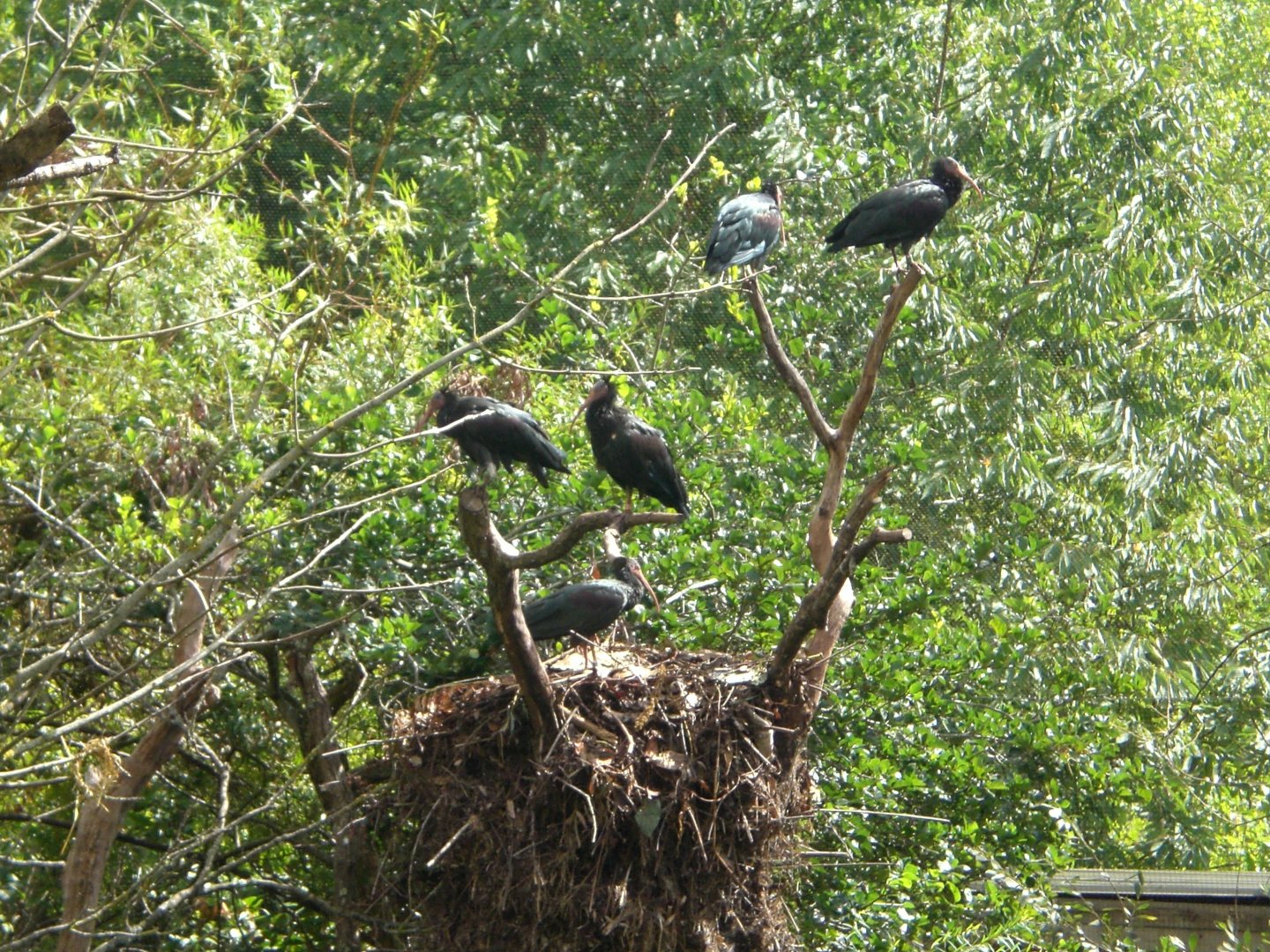 Northern Bald Ibises