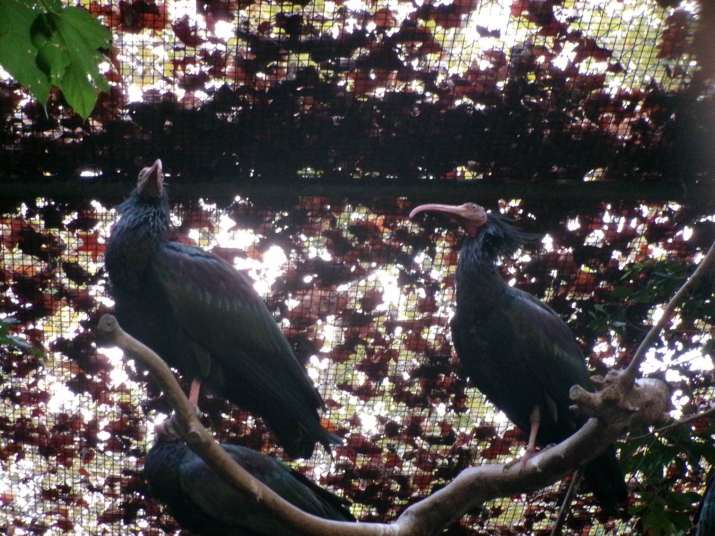 Northern bald ibises