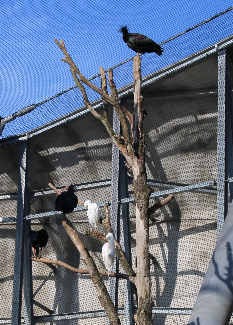 Northern bald ibisses and Cattle egrets
