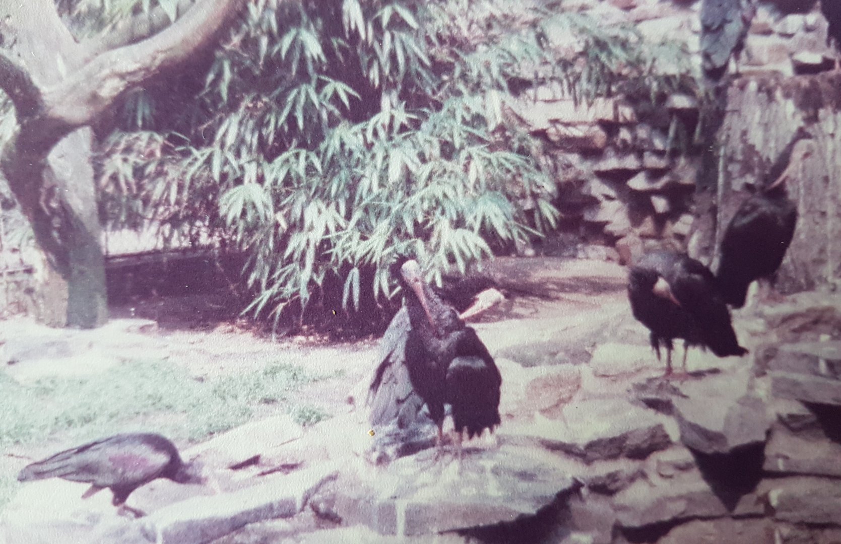 Northern bald ibisses