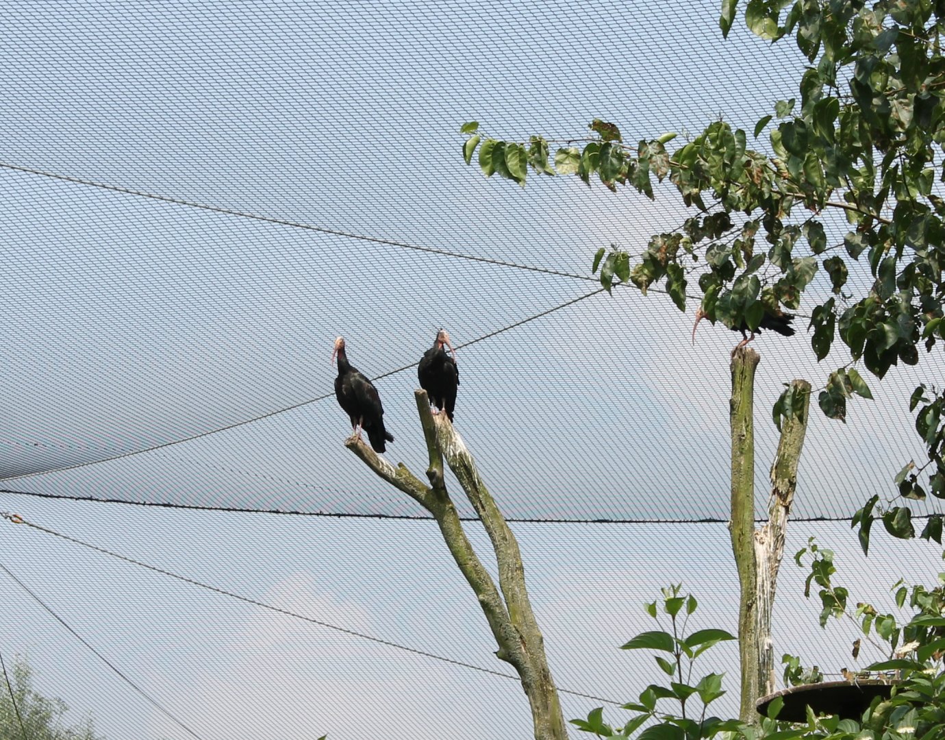 Northern bald ibisses