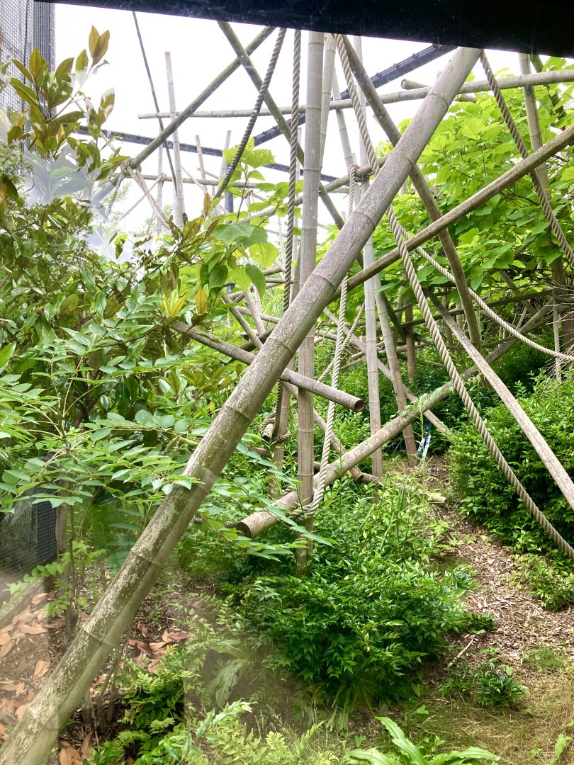 Northern bamboo lemur exhibit