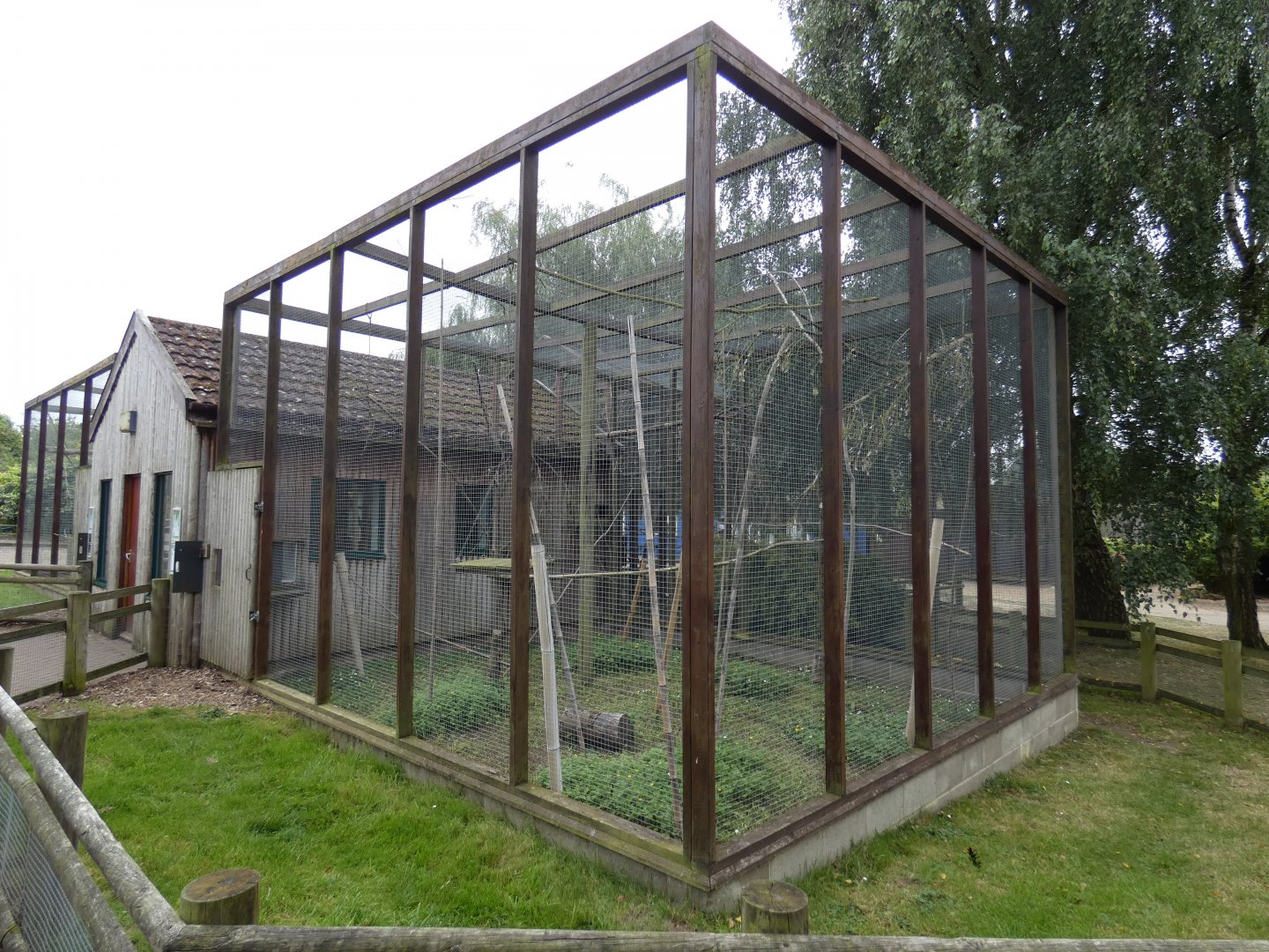 Northern bamboo lemur outdoor enclosure