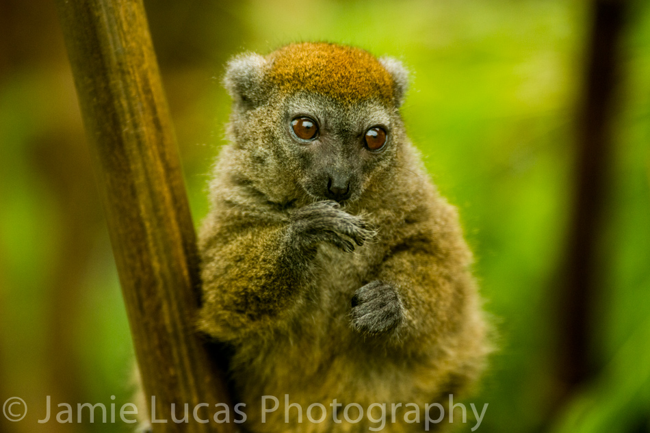 Northern Bamboo Lemur