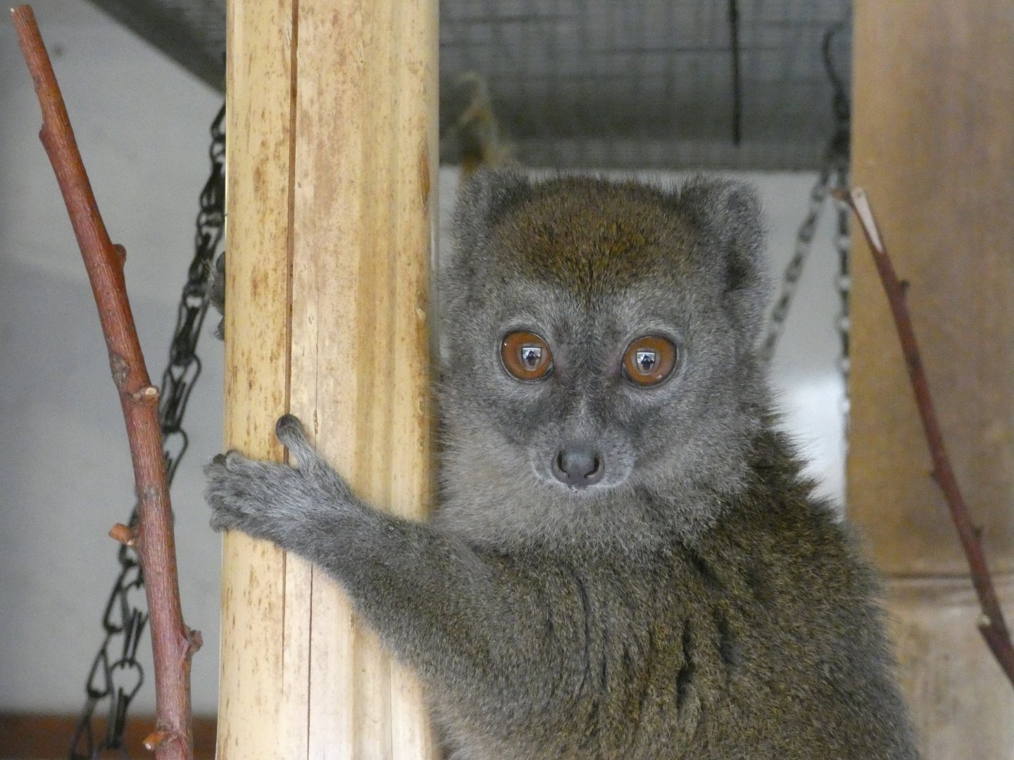 Northern bamboo lemur