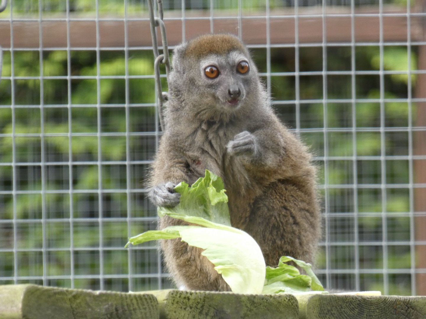 Northern bamboo lemur