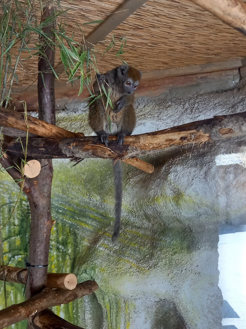 Northern bamboo lemur