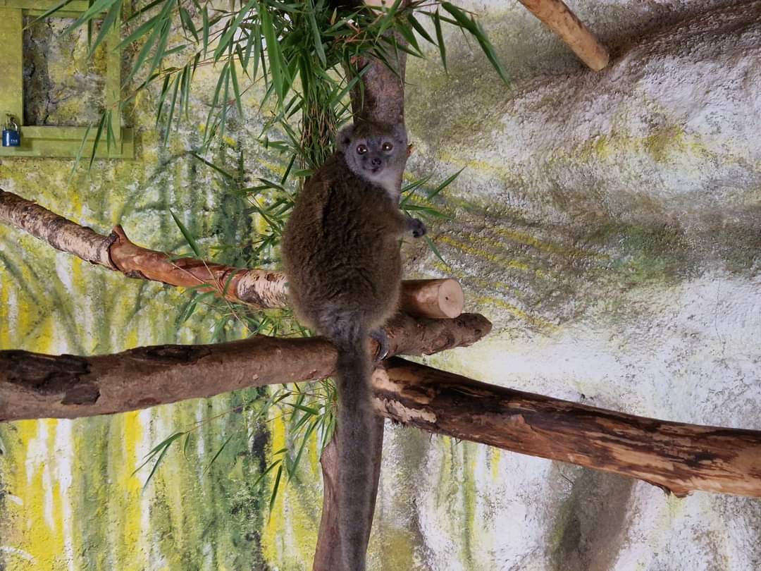 Northern Bamboo Lemur