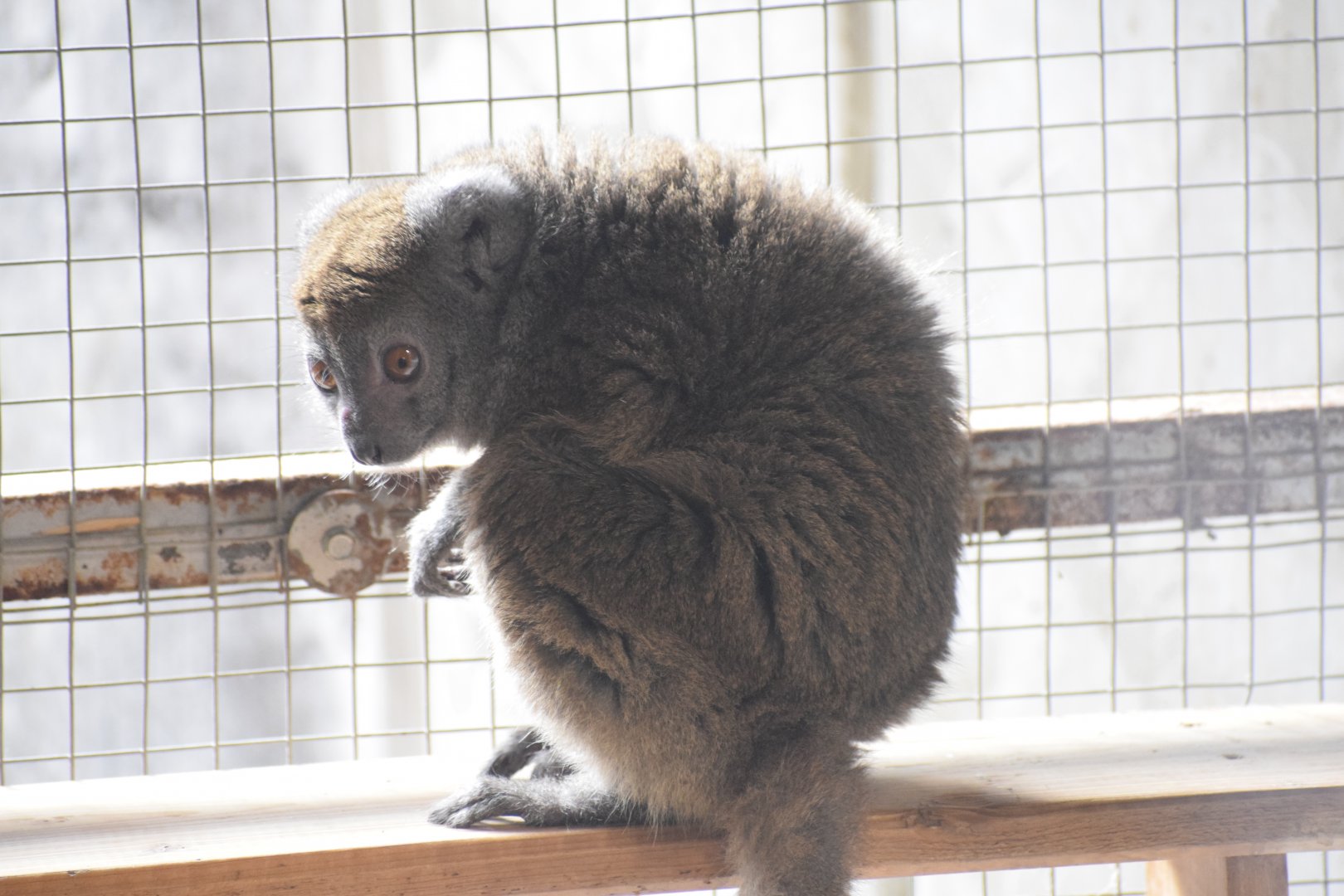 Northern bamboo lemur