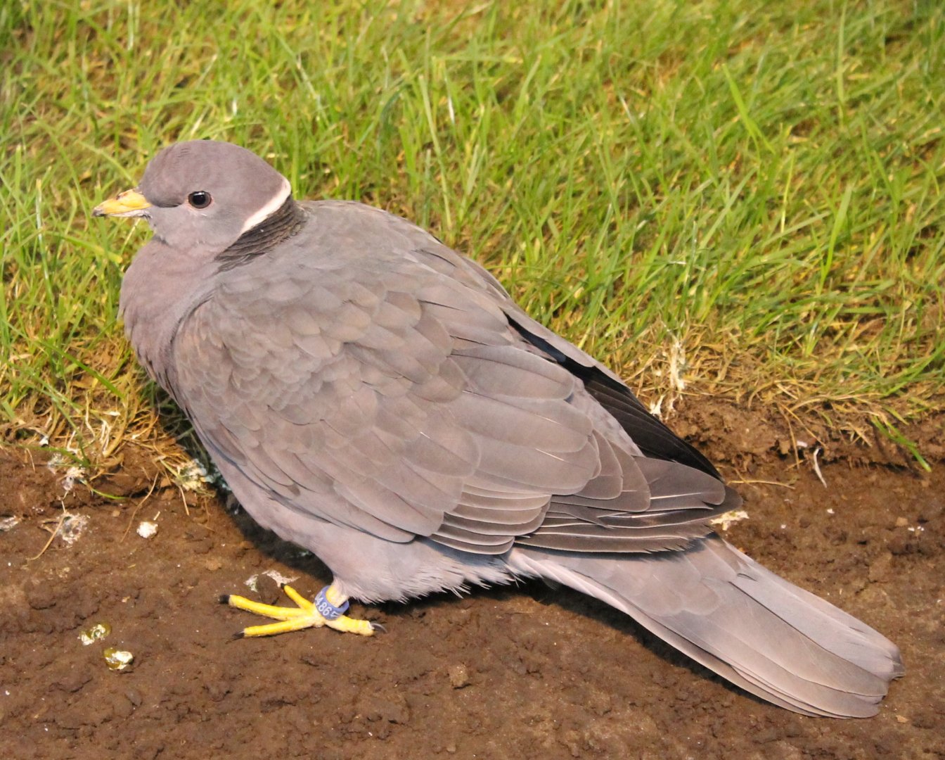 Northern band-tailed pigeon