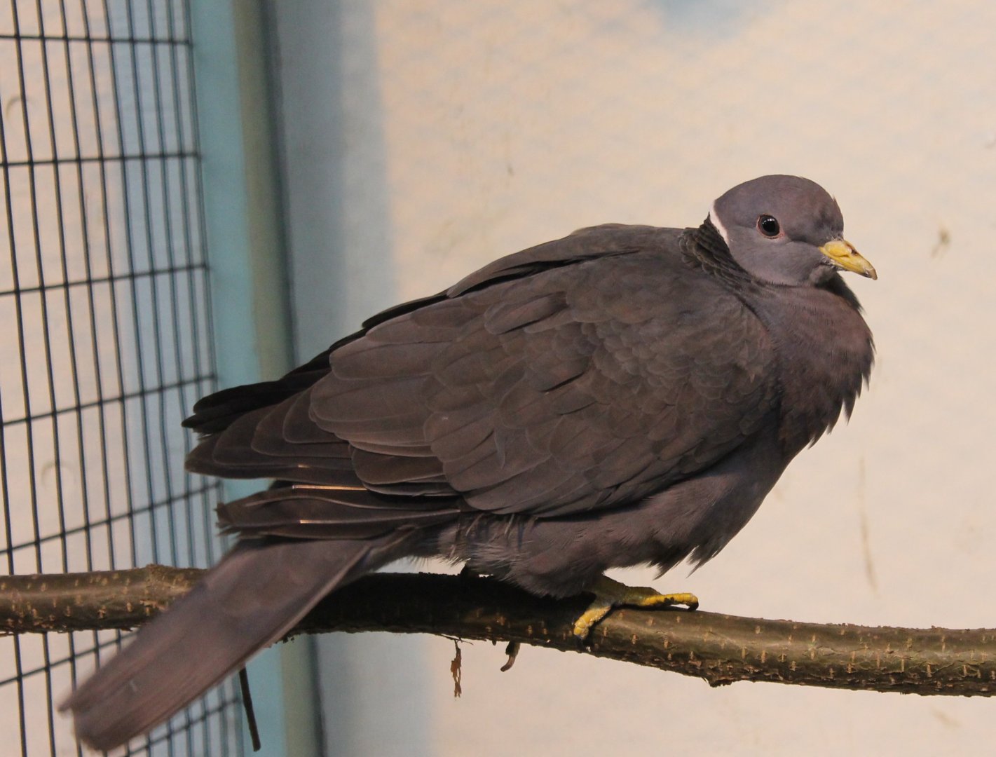 Northern band-tailed pigeon