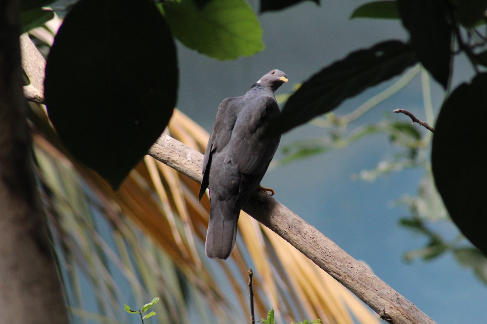 Northern Band-Tailed Pigeon