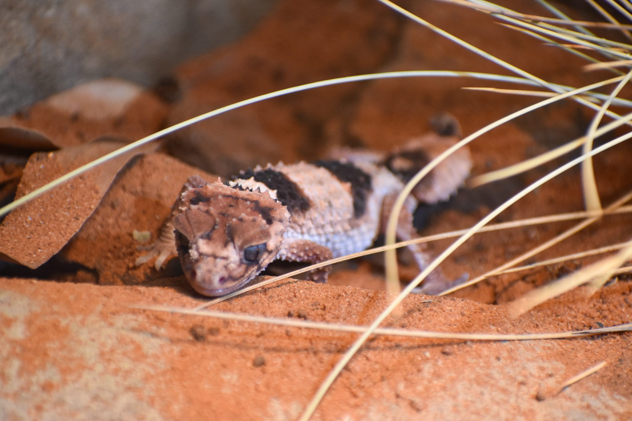 Northern Banded Knob-tailed Gecko, Nephrurus cinctus