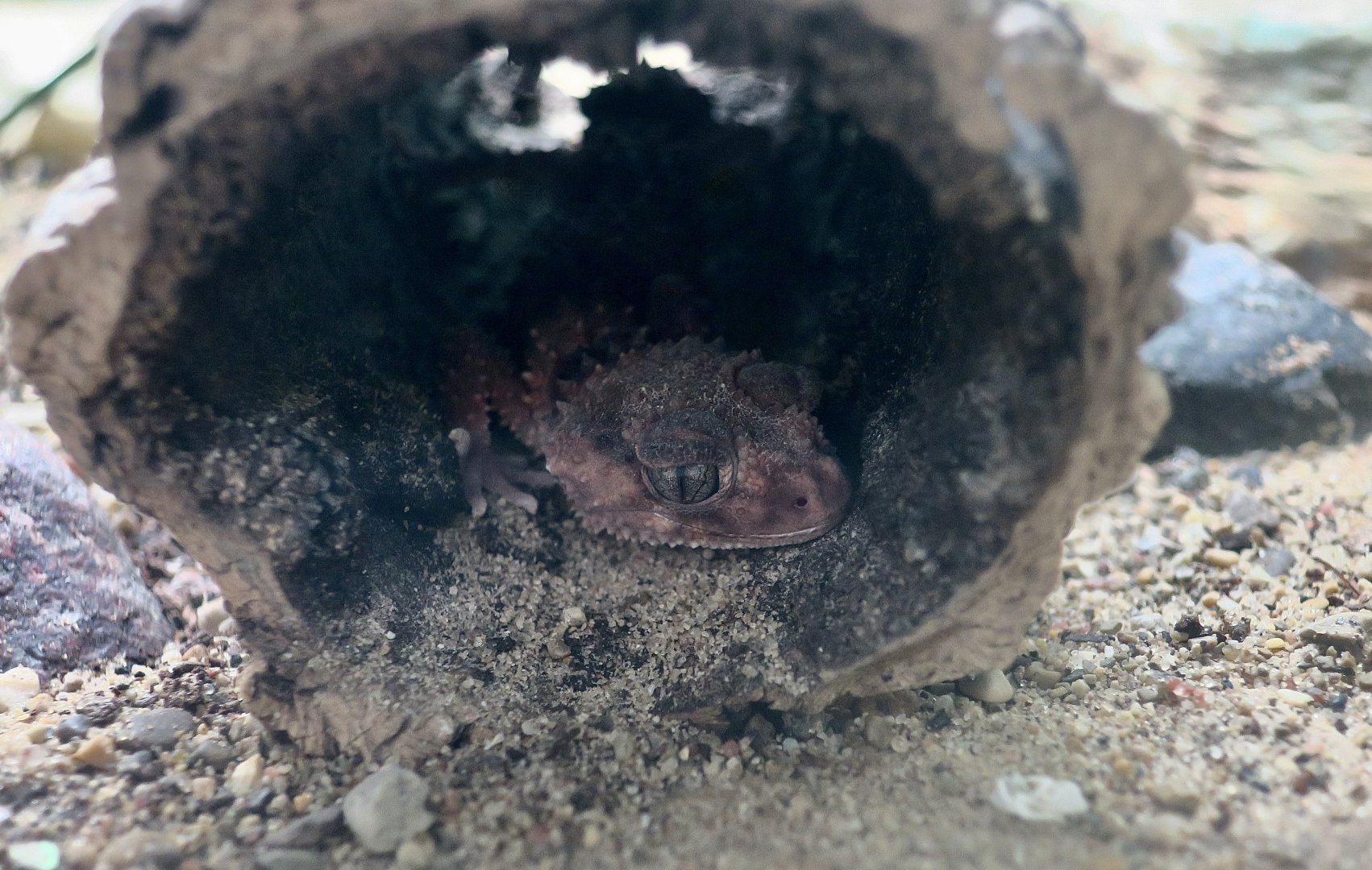 Northern Banded Knob-Tailed Gecko (Nephrurus cinctus)