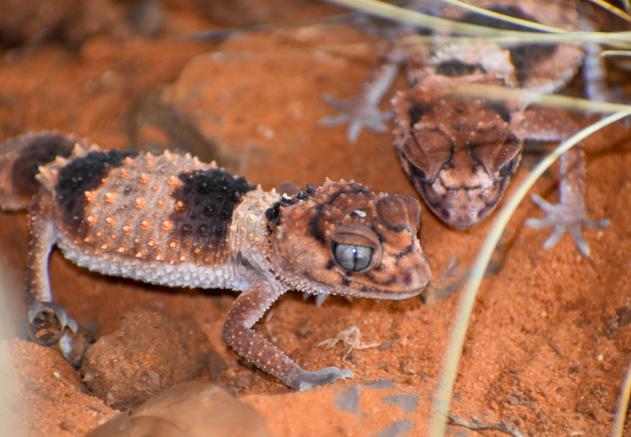 Northern Banded Knob-tailed Geckos, Nephrurus cinctus